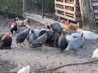 Цесарки — фото 3