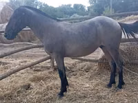 Horse (M), Horses — photo 1