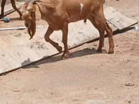 Cabras (lote, sexo no especificado), Red Sokoto goat — foto 1