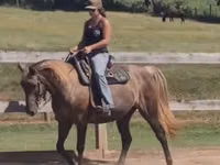 Mare, Kentucky mountain daddle horse — photo 3