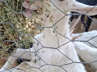 Cabras (lote, sexo no especificado), Saanen goat — foto 6