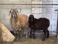 كبش, Small-tailed Han sheep — الصورة 2