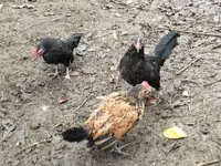 Chickens — photo 4