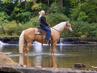 Hengst, Palomino — Foto 2