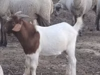 公山羊, Goats — 照片 2