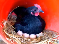 Australorp — photo 2