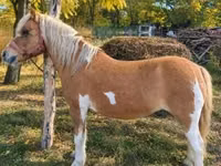 Yegua, Shetland Pony — foto 1