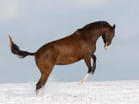Mare, Akhal-Teke — photo 4