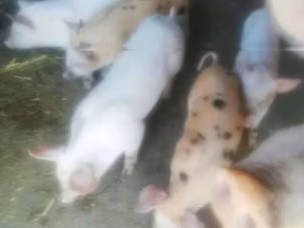 母猪, Pigs