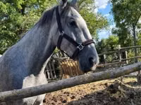 Yegua, Lipizzaner — foto 1