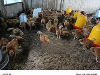 Chickens — photo 1