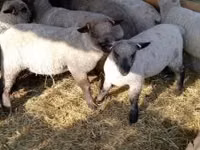 Sheep, Shroshire sheep — photo 1