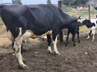 Cow, Russian Black pied cattle — photo 1