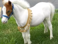 घोड़ी, Miniature horse — फ़ोटो 4