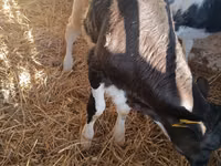 Toro, Russian Black pied cattle — foto 7