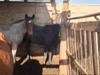 Horse (M), Kazakh horse — photo 1