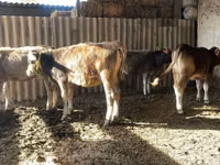 Kuh, Swiss cattle — Foto 6
