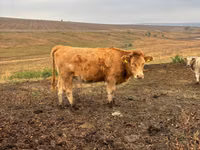 بقرة, Simmental cattle — الصورة 1