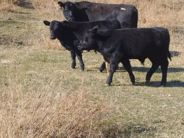 Bull, Swiss cattle