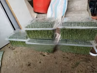 Best Azolla Seeds in Kenya - Location CBD Nairobi — फ़ोटो 3