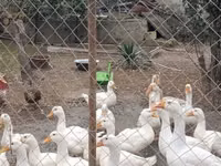 Geese — photo 2