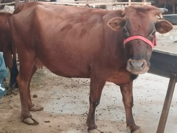 Cow, Cattle