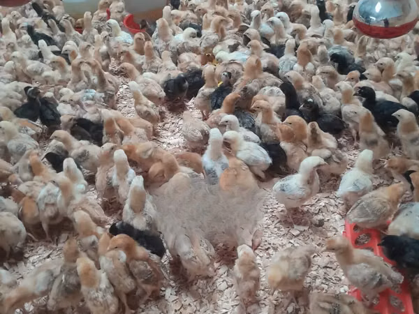 Chickens
