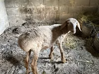 भेड़, Katum sheep — फ़ोटो 2