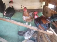 Chickens — 照片 2