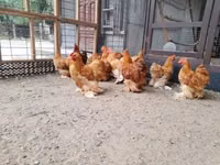 بيكين بانتام — الصورة 7
