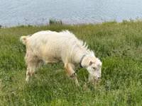 تيس, LaMancha goats — الصورة 5