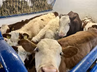 Cow, Simmental cattle — photo 4