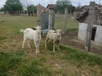 公羊, Merino sheep — 照片 1