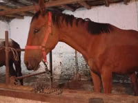 Caballo, Manipuri pony — foto 3