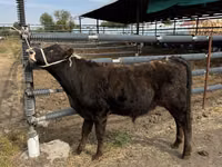 Bull, Belgian Blue — photo 4