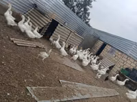 Geese — 照片 4