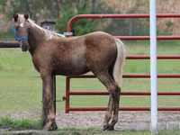 公马, Black Sea breed — 照片 6