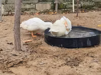 Ducks — الصورة 2