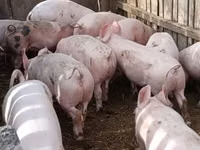 Sow, Pigs — photo 4