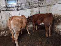 Bovinos (lote, sexo no especificado), Simmental cattle — foto 2