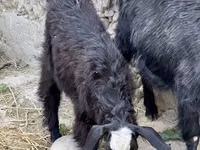 Коза, Козлы — фото 5