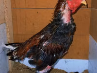 Chickens — Foto 4