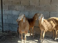 Widder, Arashan sheep — Foto 4
