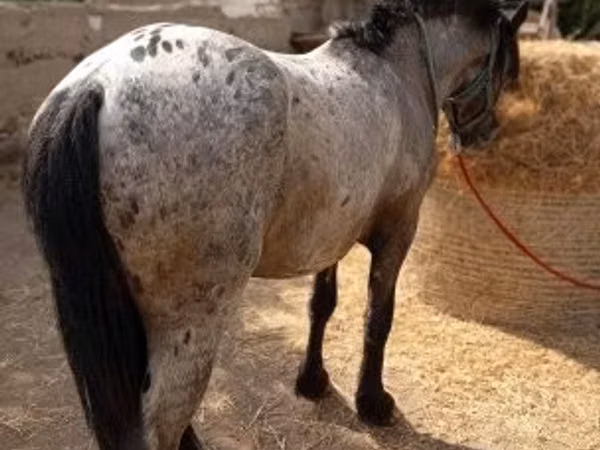 Hengst, Appaloosa
