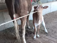 Vaca, Latvian Blue cattle — foto 5