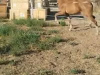 घोड़ी, Dutch warmblood horse — फ़ोटो 6