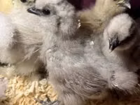 Silkie — photo 1