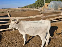 Cow, Swiss cattle — photo 5