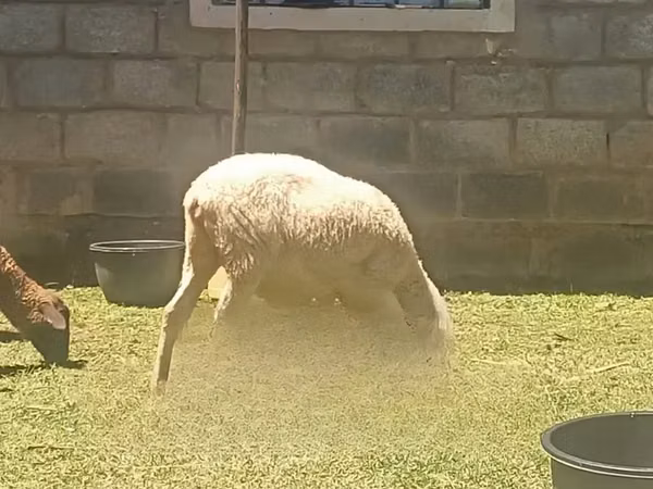 Sheep, Sheep