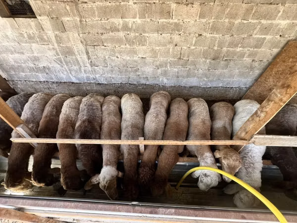Schaf, Rhon sheep